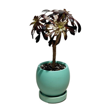 HwaBoon - Potted Plant