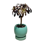 HwaBoon - Potted Plant